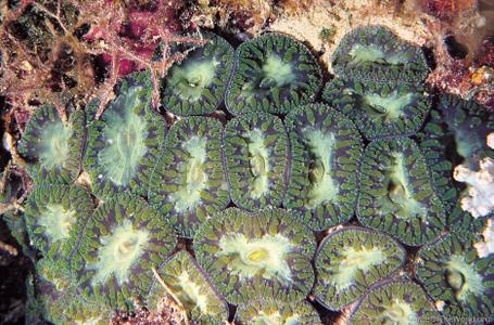 CotW: Blastomussa wellsi