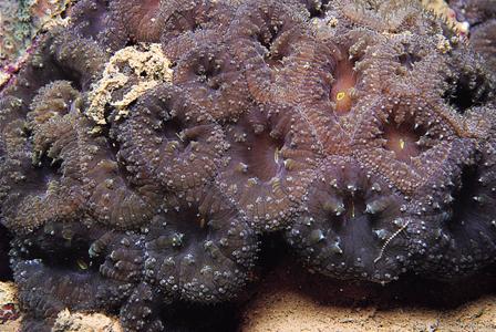 CotW: Blastomussa wellsi