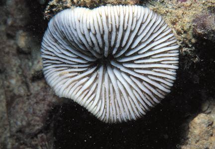 Cantharellus doederleini