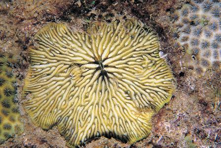 CotW: Cantharellus jebbi
