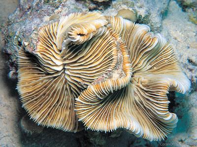 Cantharellus noumeae