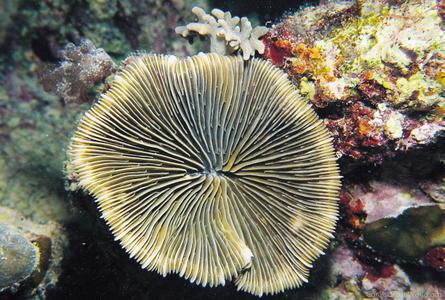 CotW: Cantharellus noumeae