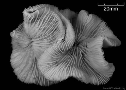 CotW: Cantharellus noumeae