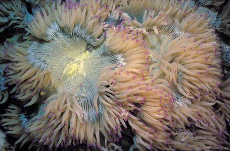 CotW: Catalaphyllia jardinei