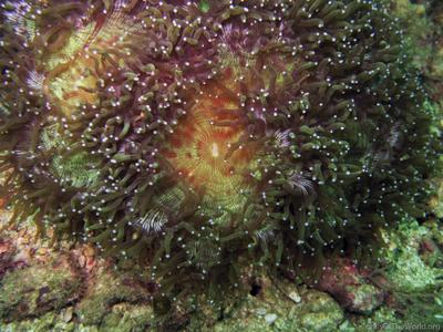 CotW: Catalaphyllia jardinei