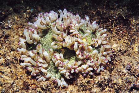 CotW: Catalaphyllia jardinei