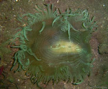 CotW: Catalaphyllia jardinei