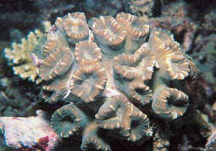Caulastrea connata