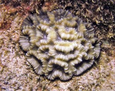 CotW: Caulastrea connata