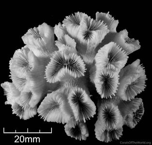 CotW: Caulastrea connata