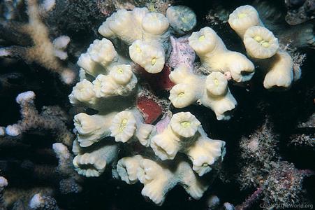 CotW: Caulastrea curvata