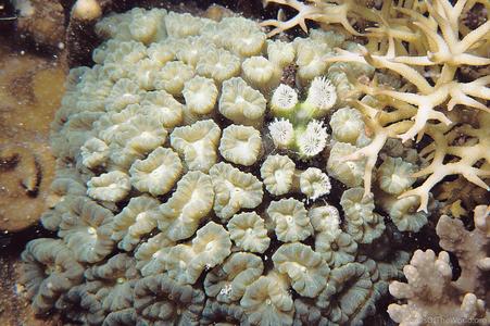 Caulastrea echinulata
