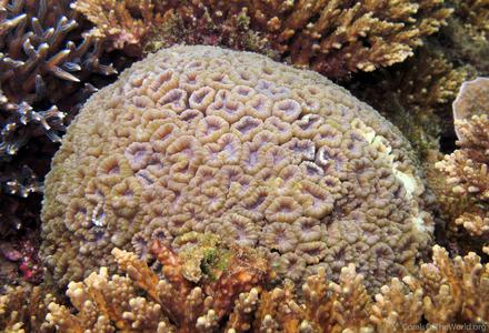 CotW: Caulastrea echinulata