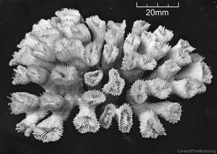 CotW: Caulastrea echinulata