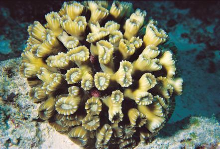 Caulastrea furcata