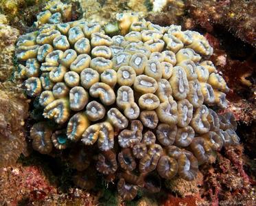 CotW preview: Caulastrea furcata