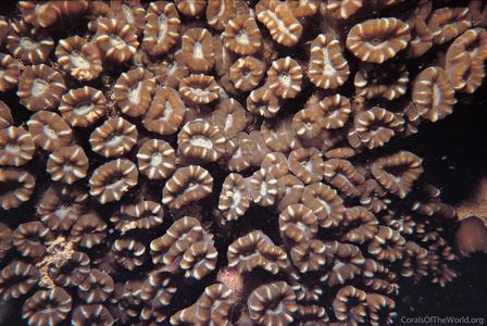 CotW: Caulastrea furcata