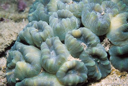 CotW preview: Caulastrea tumida