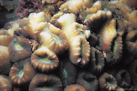 CotW: Caulastrea tumida