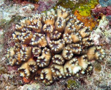 CotW: Caulastrea tumida