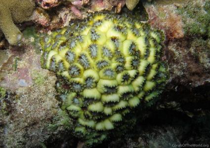 CotW: Caulastrea tumida