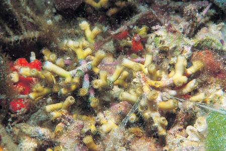Cladocora arbuscula