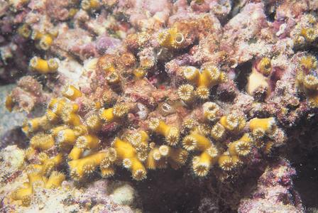 CotW: Cladocora arbuscula
