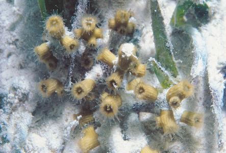 CotW: Cladocora arbuscula
