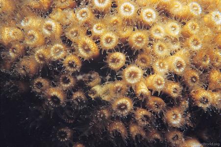 Cladocora caespitosa