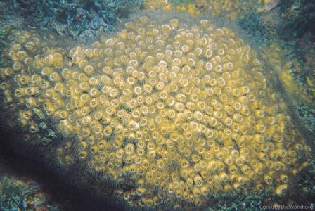 CotW preview: Cladocora caespitosa