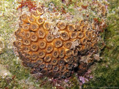CotW: Cladocora caespitosa