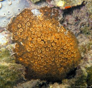 CotW: Cladocora caespitosa