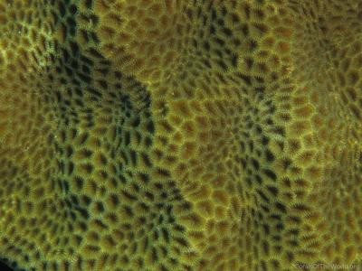CotW: Coeloseris mayeri