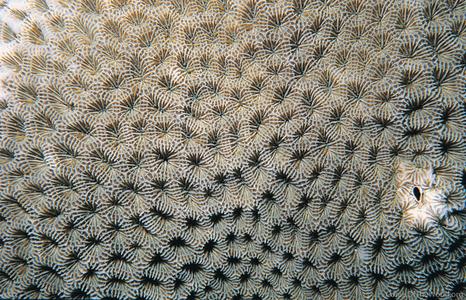 CotW: Coeloseris mayeri