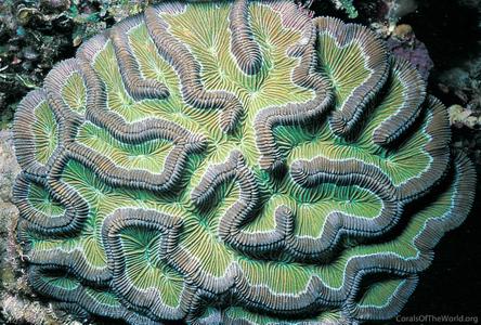 Colpophyllia natans