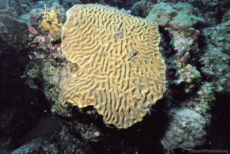 CotW preview: Colpophyllia natans