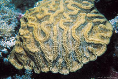 CotW: Colpophyllia natans