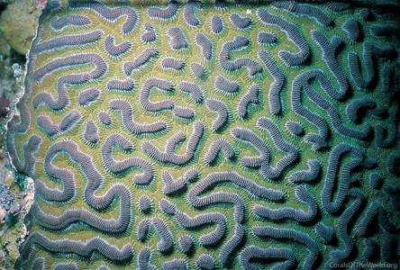 CotW: Colpophyllia natans