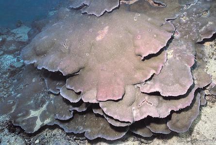 CotW preview: Coscinaraea columna