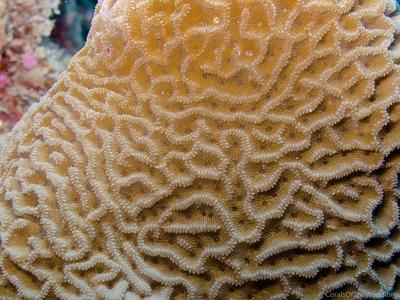 CotW: Coscinaraea columna