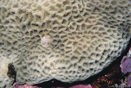 CotW: Coscinaraea columna