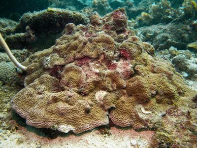 CotW: Coscinaraea columna