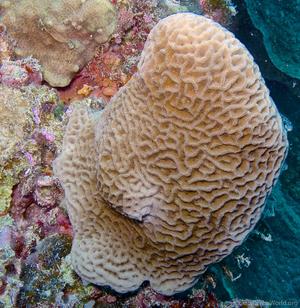 CotW: Coscinaraea columna