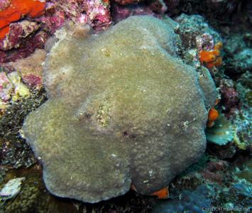 CotW: Coscinaraea crassa