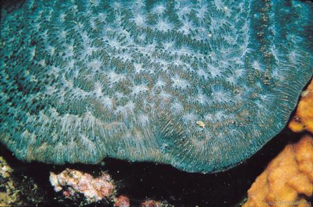CotW preview: Coscinaraea mcneilli