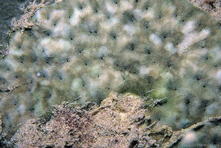 CotW: Coscinaraea monile