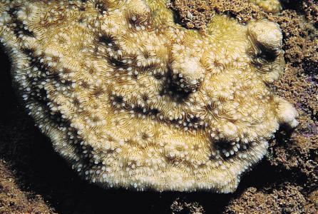 Coscinaraea wellsi