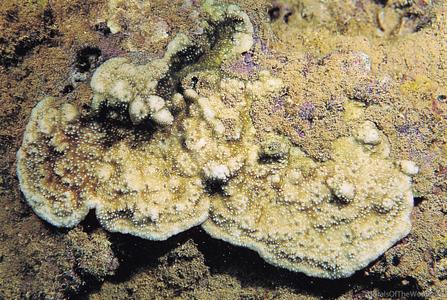 CotW: Coscinaraea wellsi