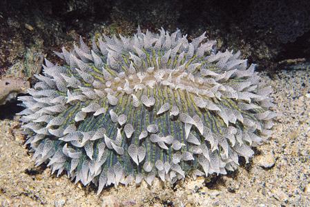 CotW preview: Ctenactis albitentaculata