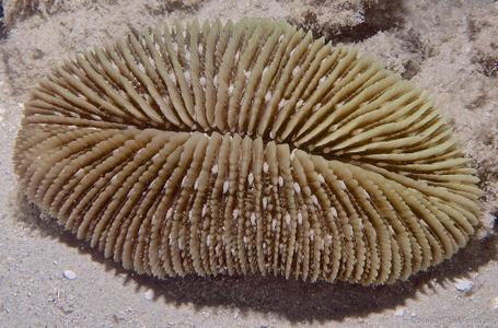 CotW: Ctenactis albitentaculata